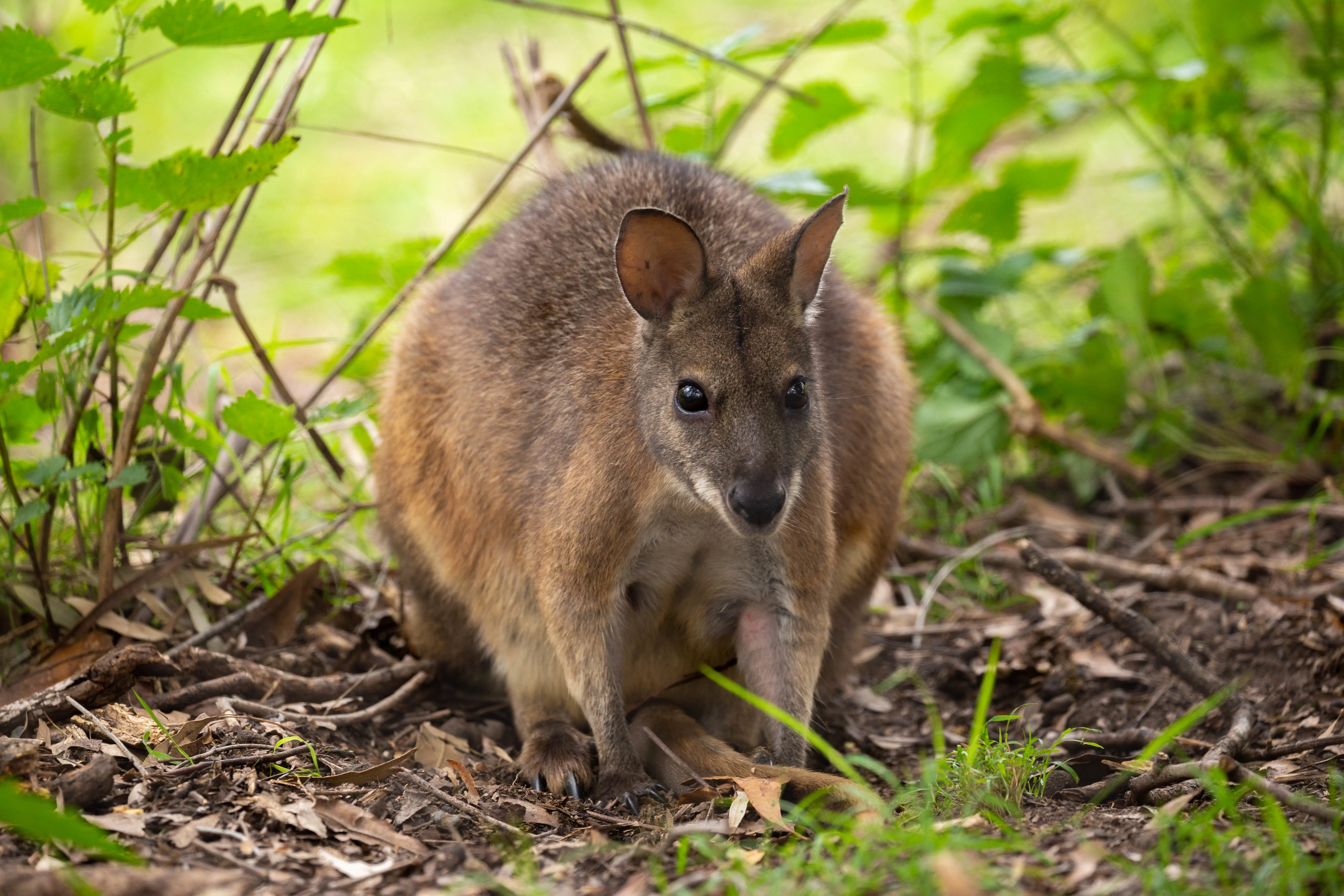 Swamp Wallaby