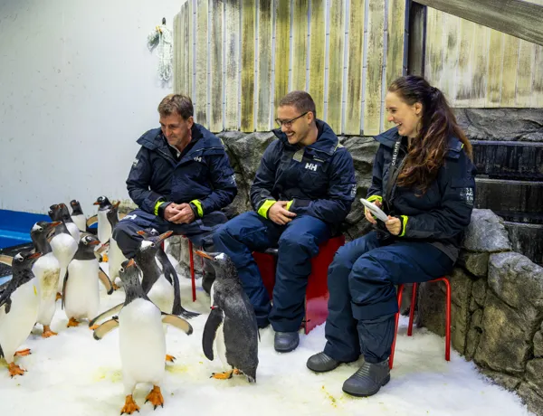 SL Penguinexperience 1