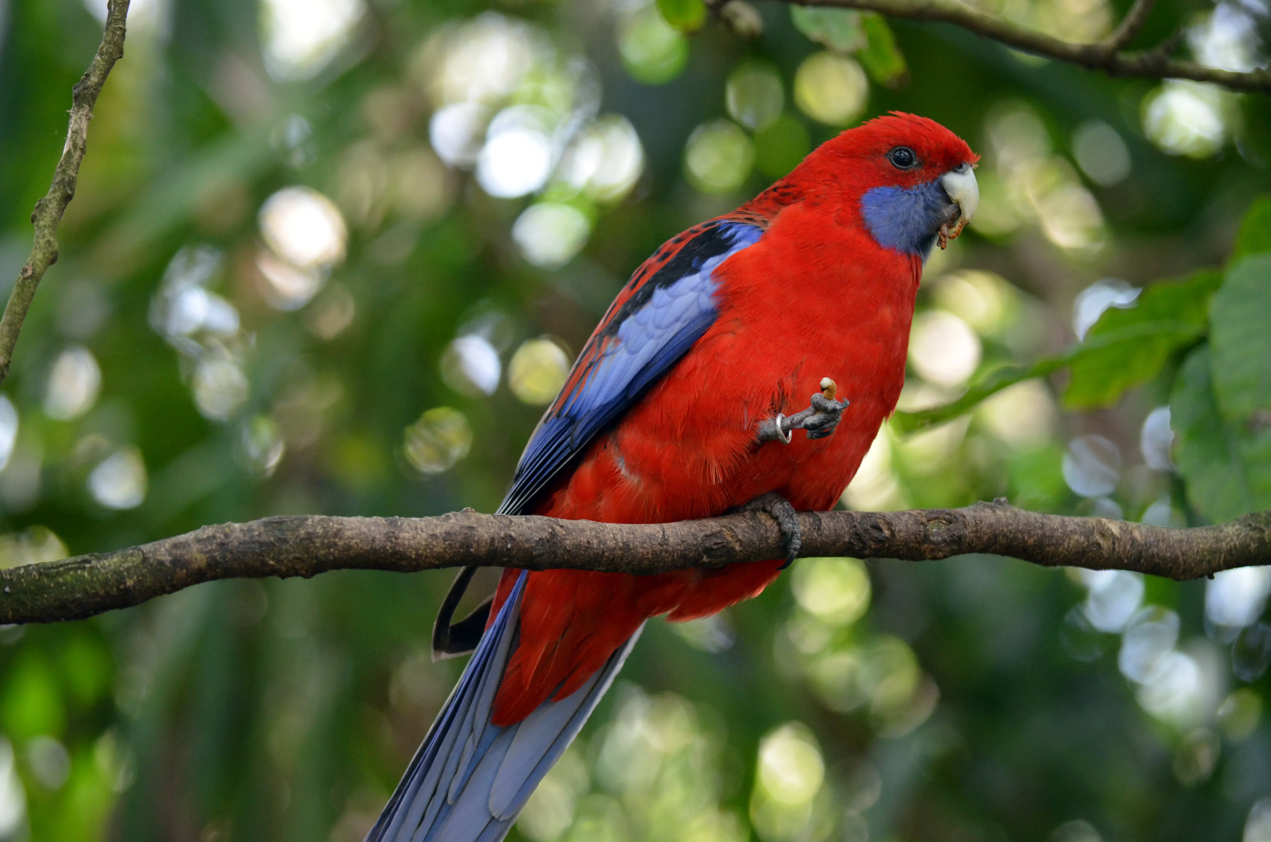 Crimson Rosella