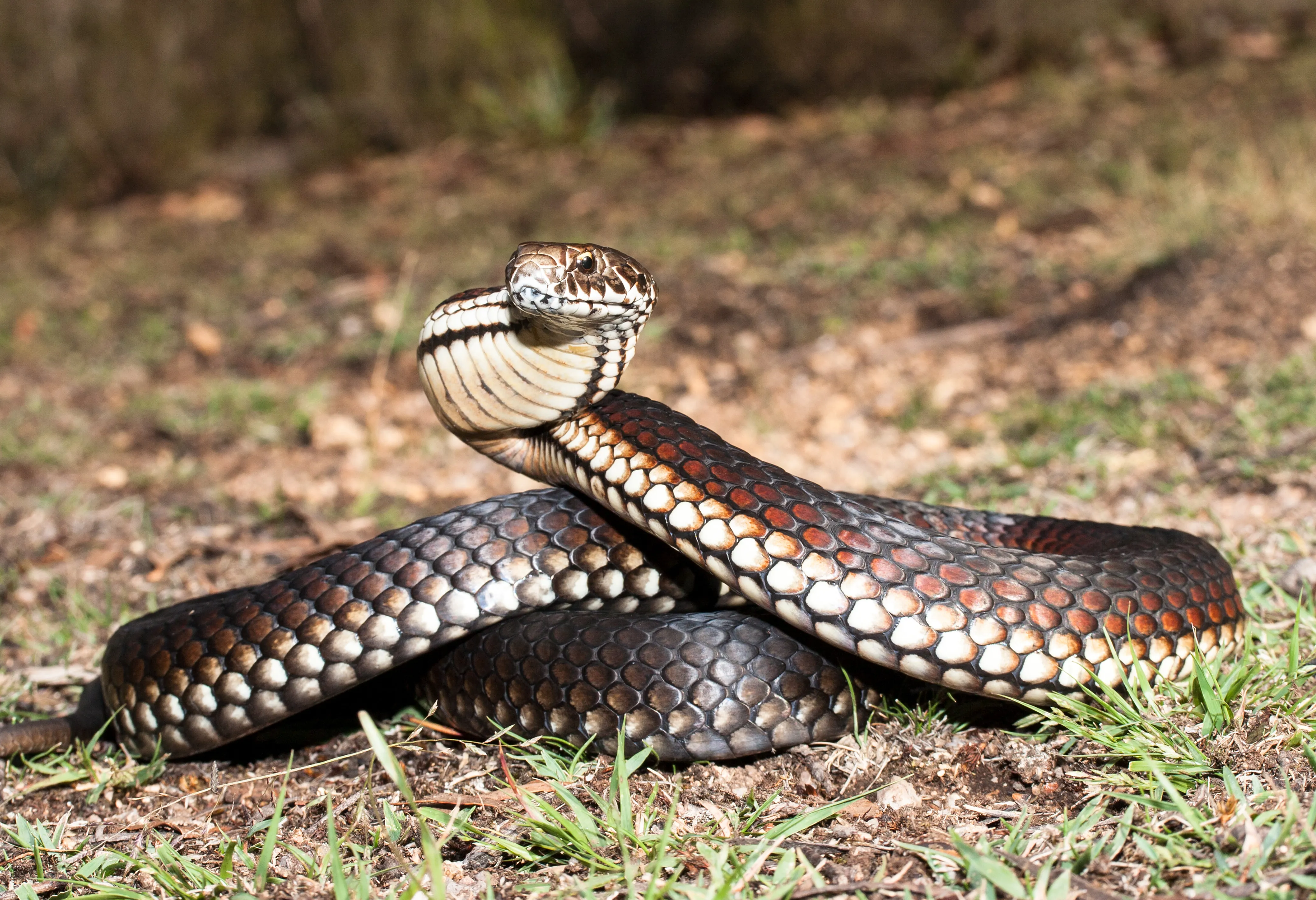 Highlands Copperhead