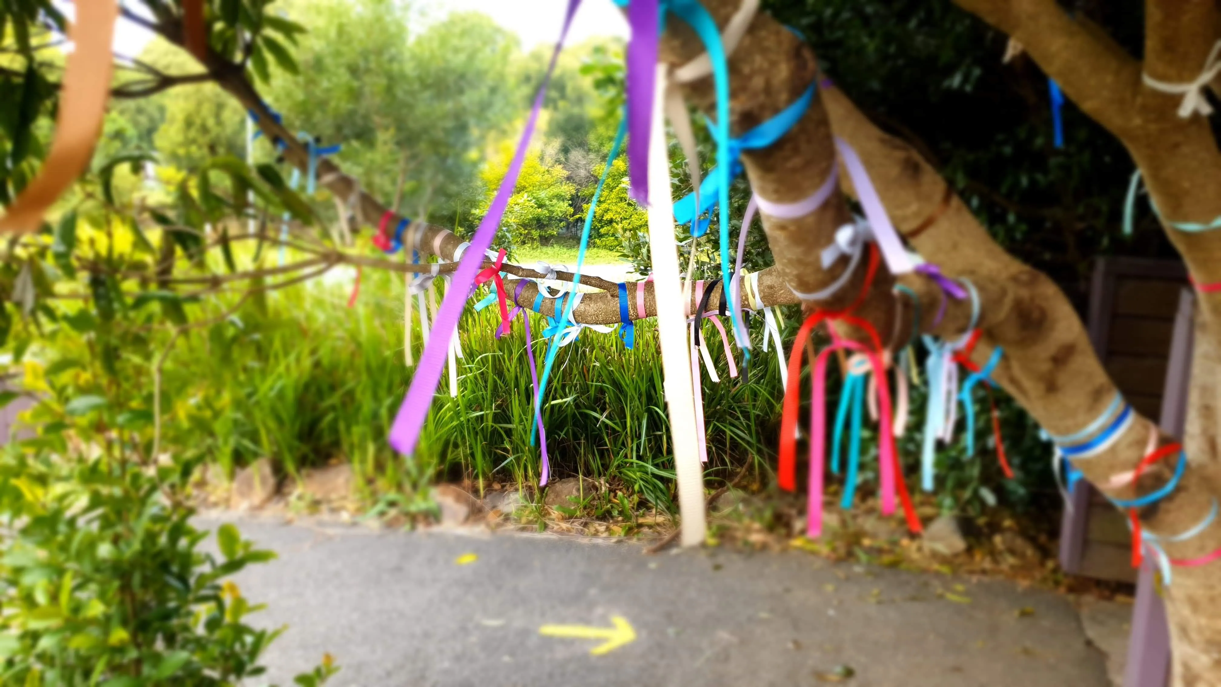 Fairy Ribbon Tree