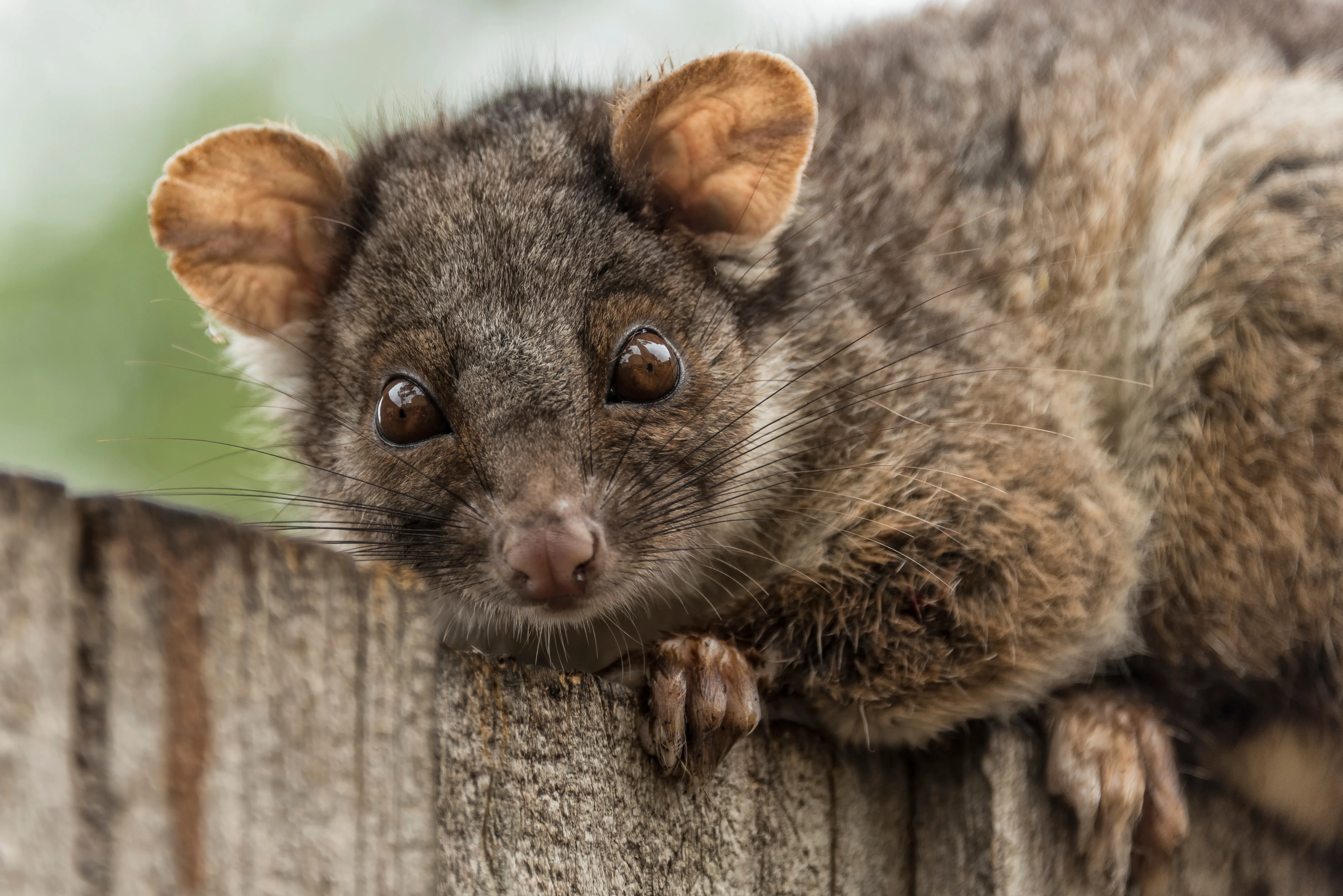 Ring Tail Possum