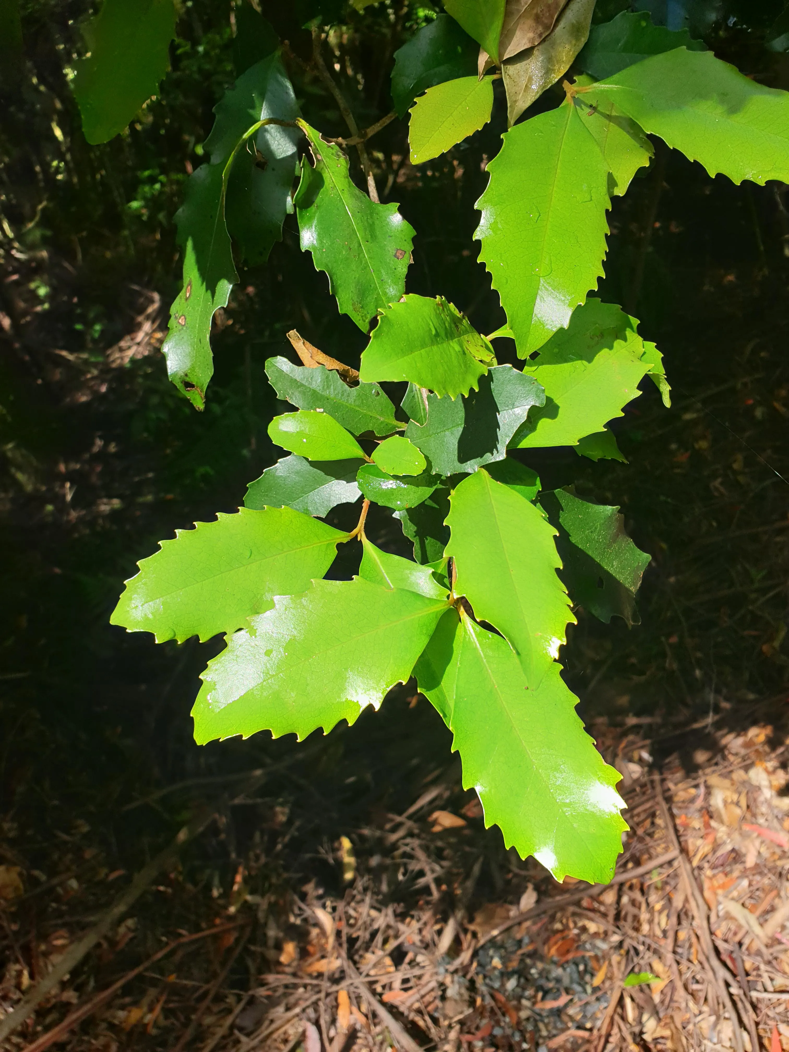 Sassafras 2