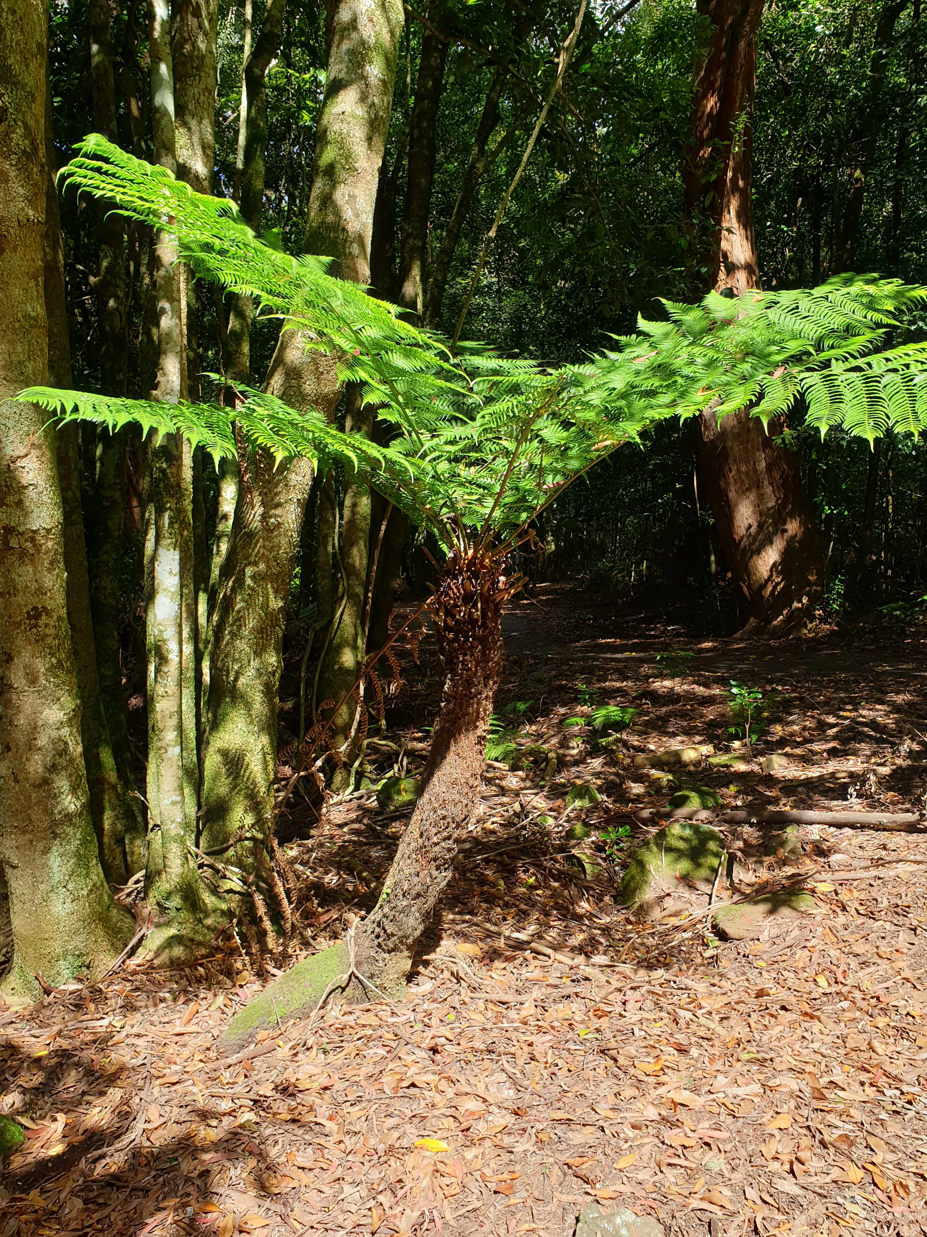 Soft Bark Tree Fern 1