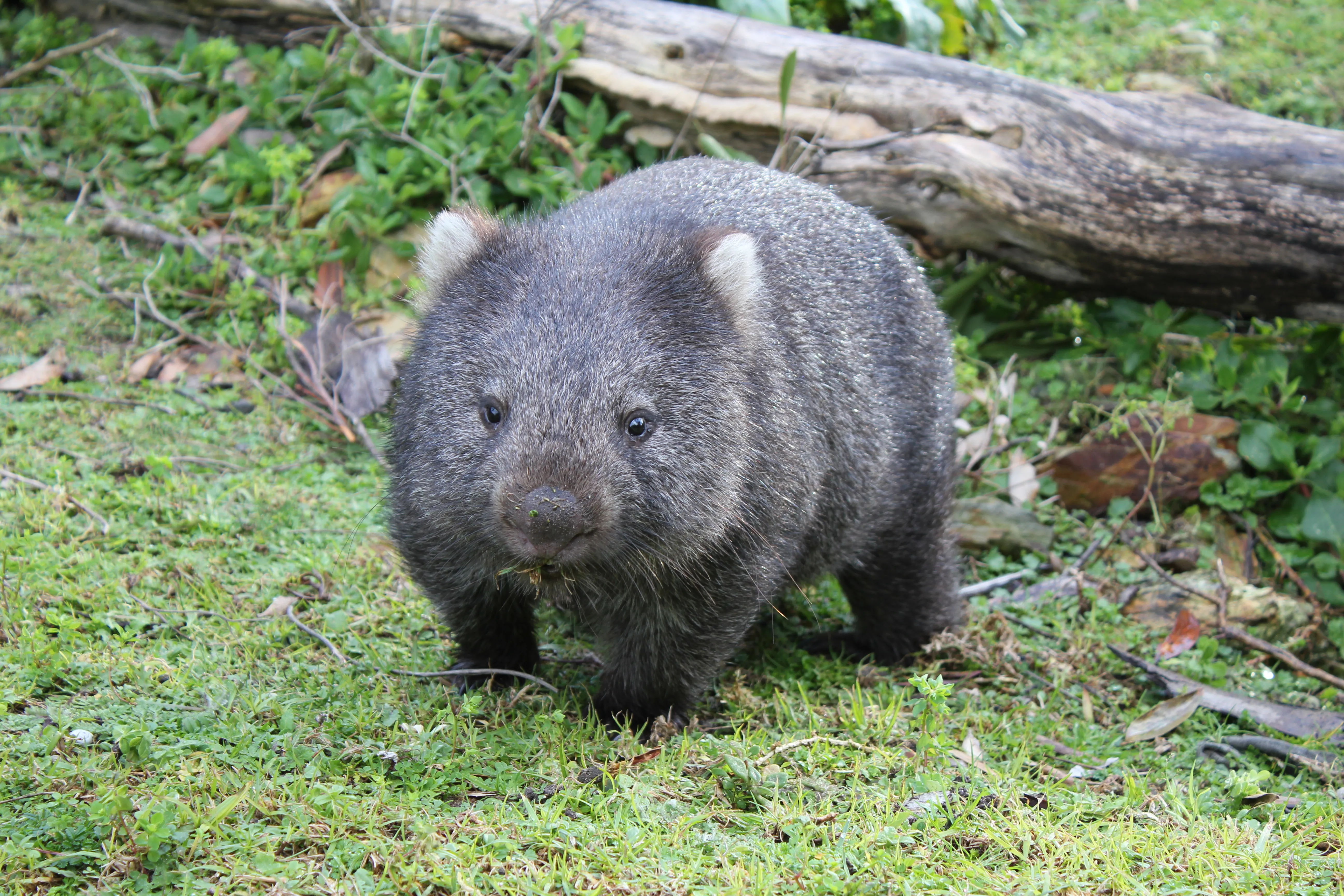 Common Wombat