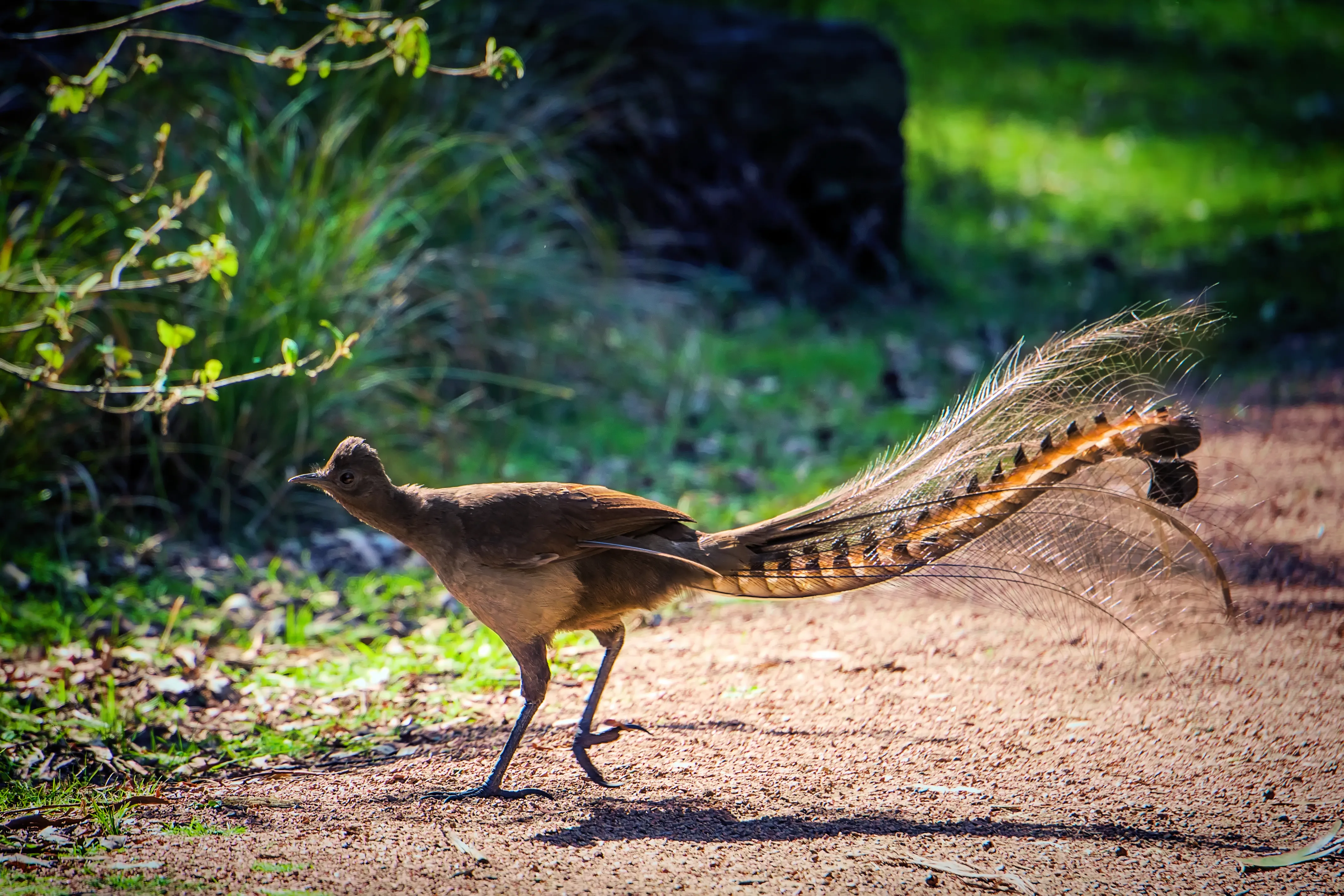 Superb Lyrebird