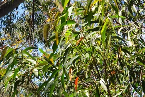 Eucalypts 2