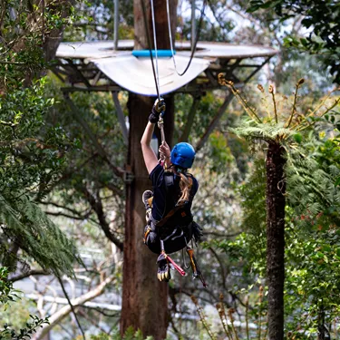 Forest Finger Painting  Illawarra Fly Treetop Adventures