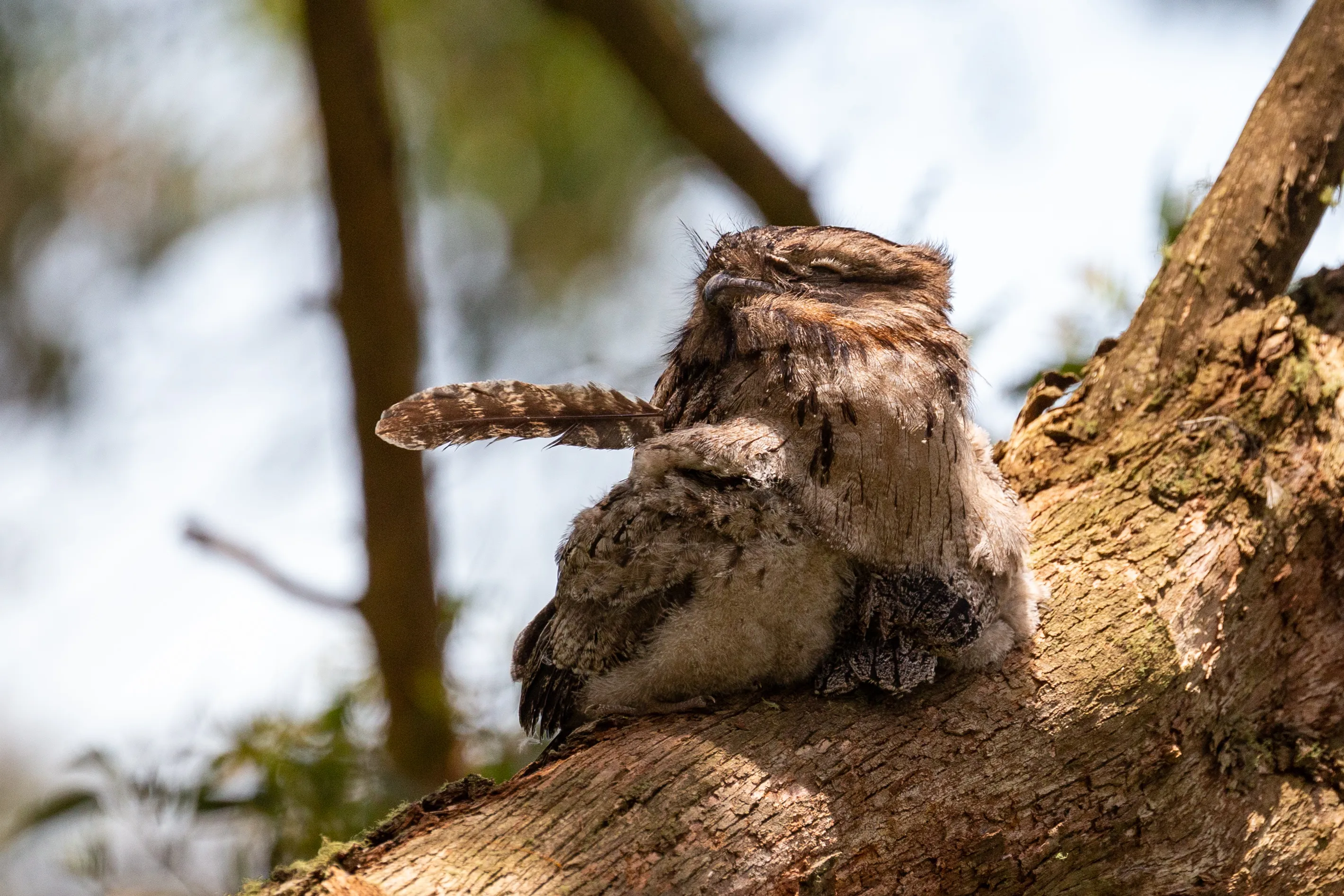 Juvenile Tawny Frogmouth