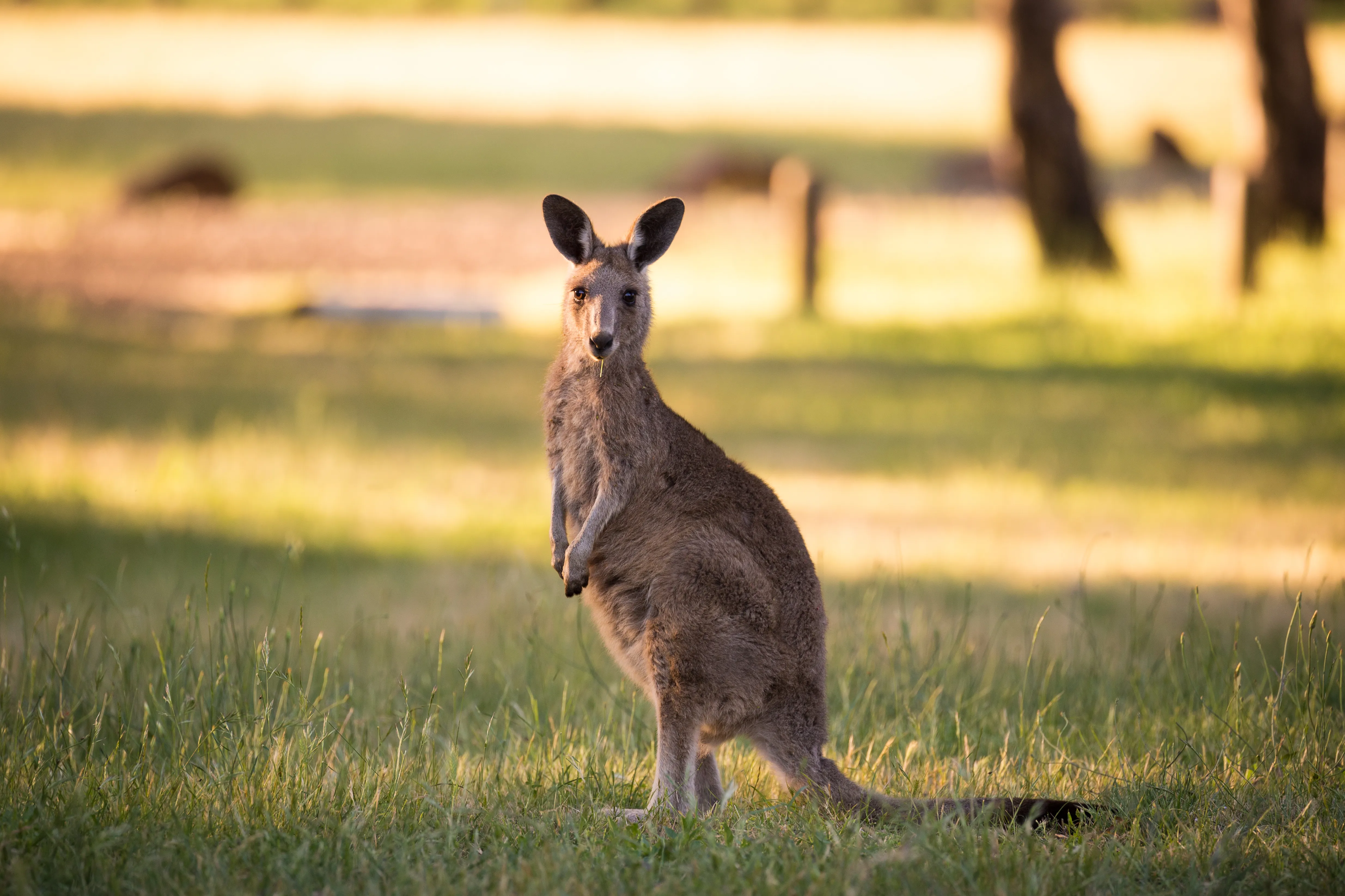 Eastern Grey Kangaroo