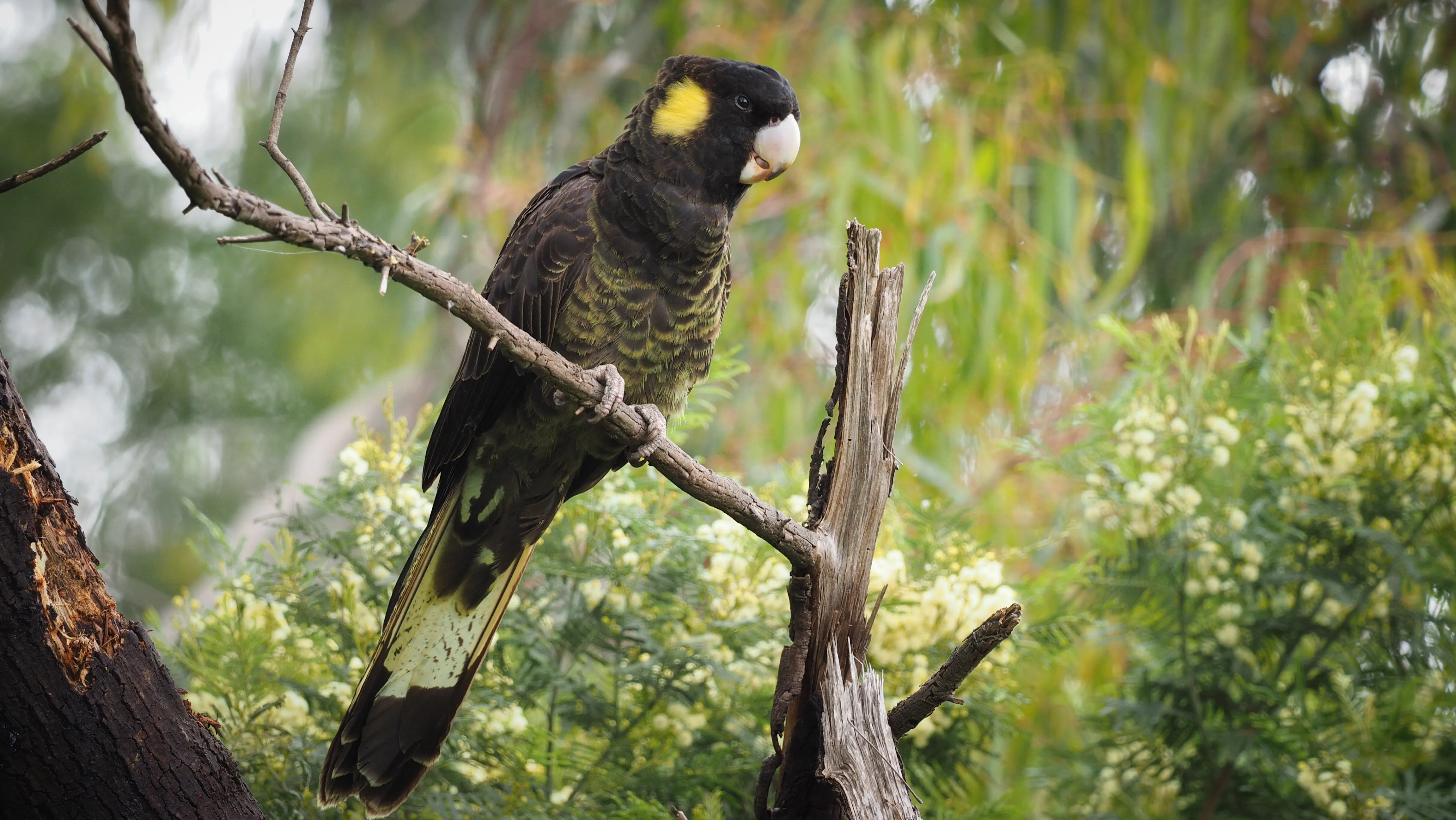 Yellow Tailed Black Cockatoo