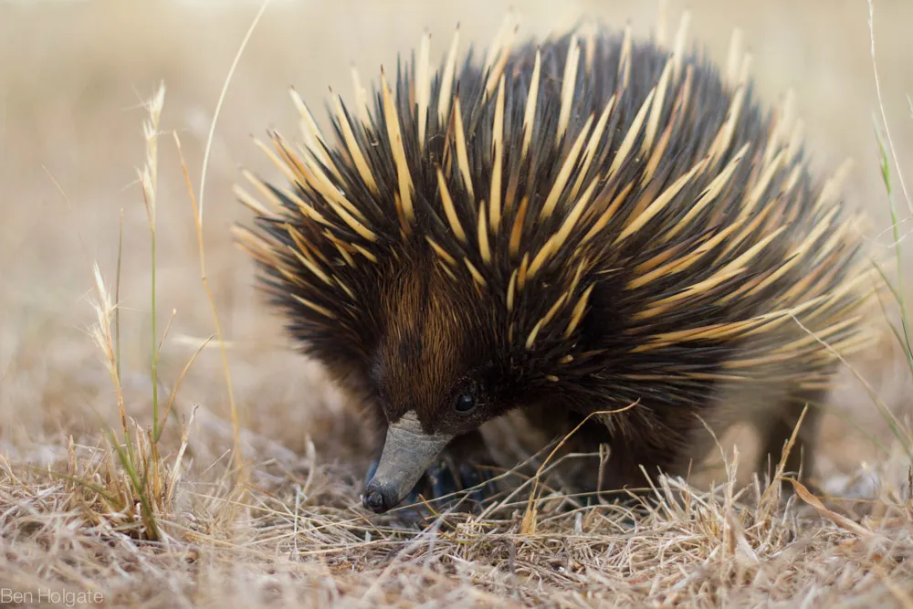 Short Beaked Echidna