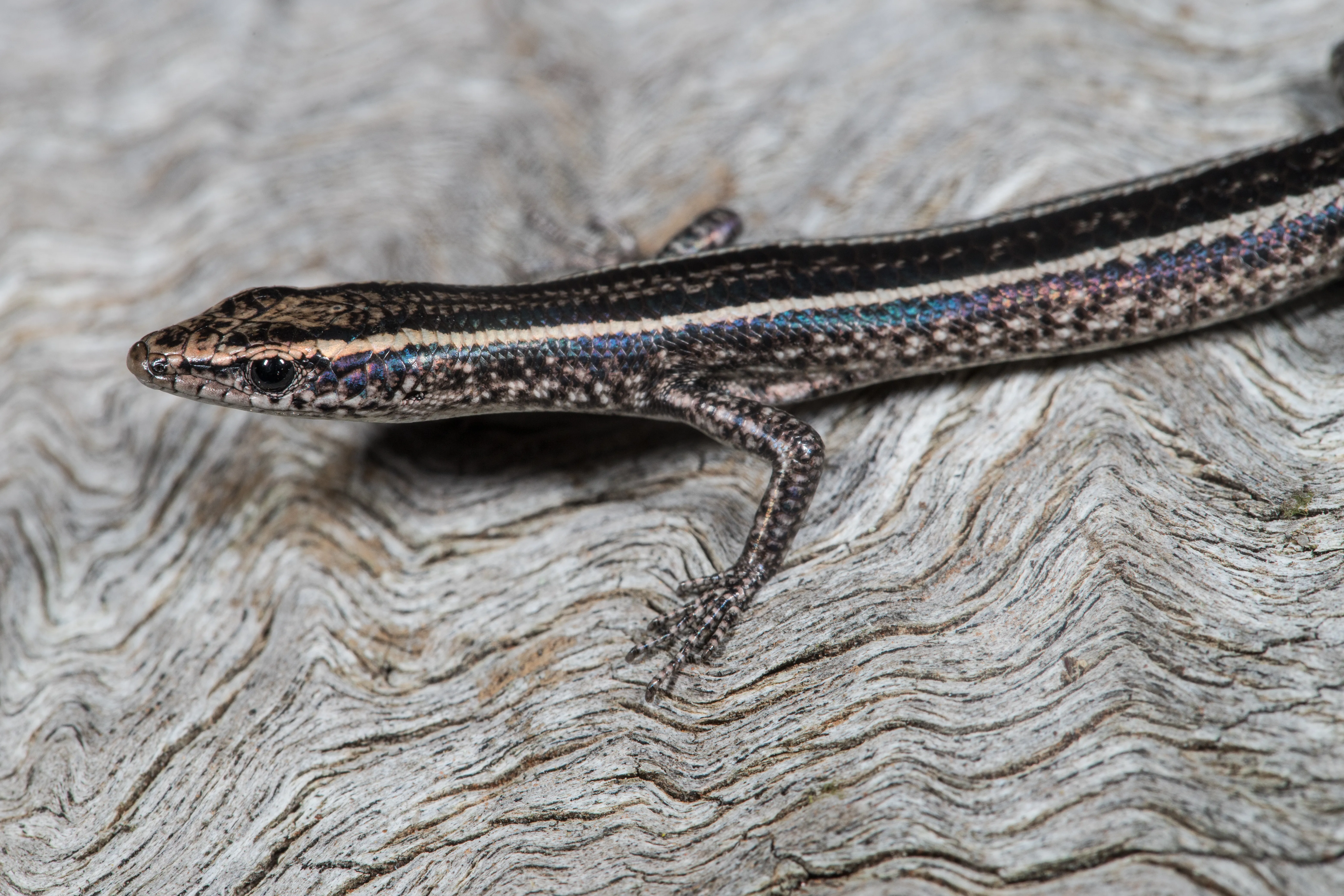 Fence Skink