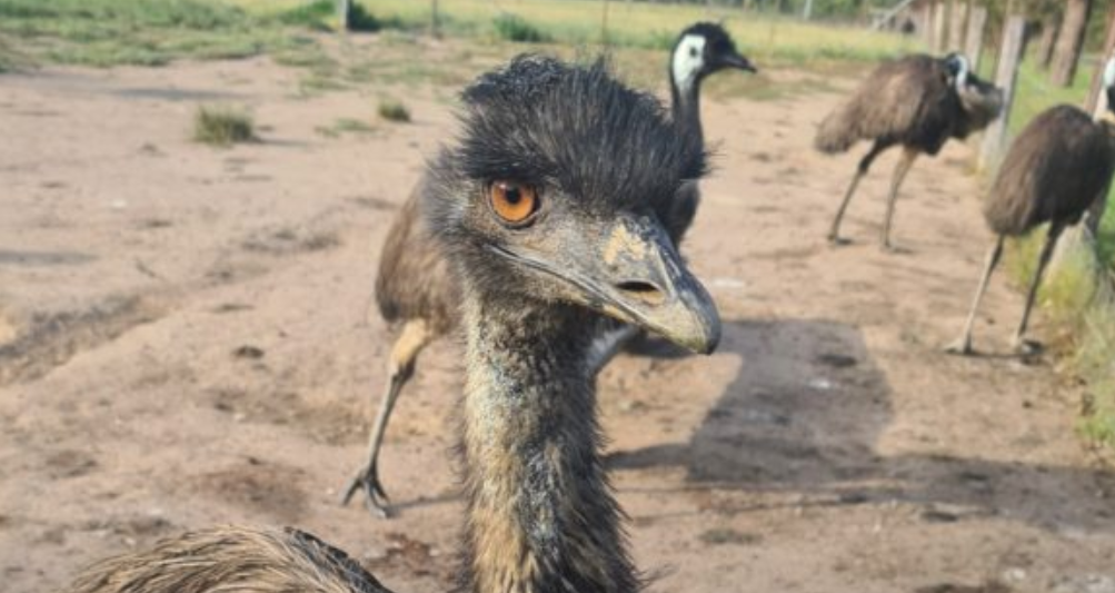 Mudgeroo Emu