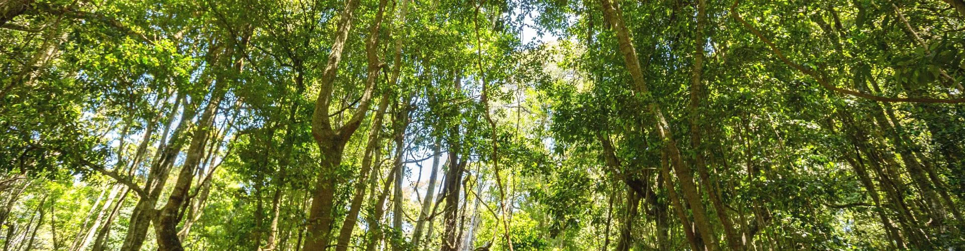 Forest Banner 1920X500px