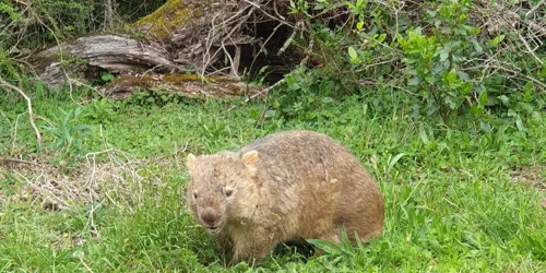 Wombat At Illawarra Fly